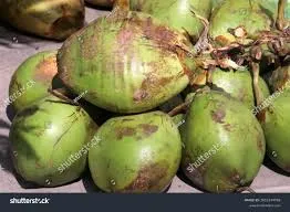 Green Nariyal (A+ Grade)